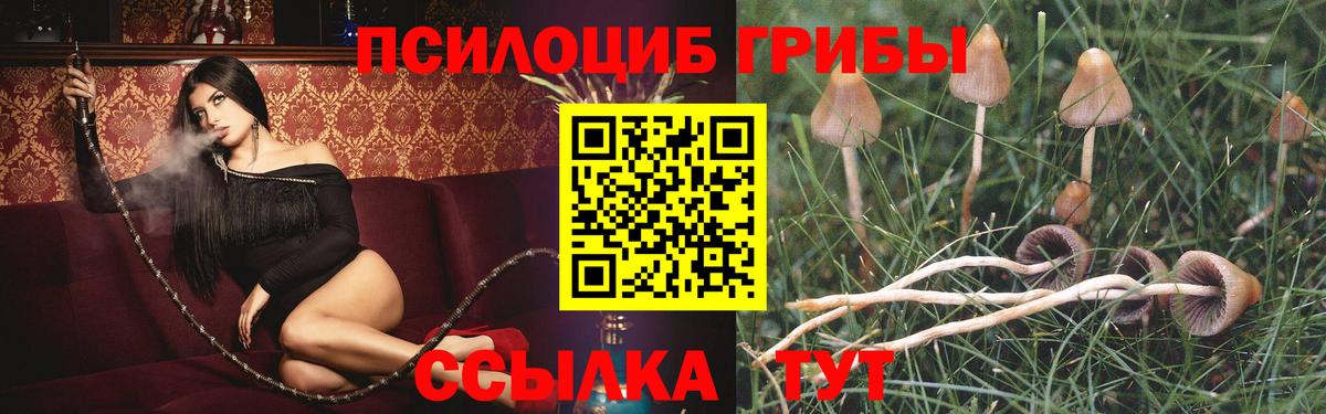 Псилоцибиновые грибы Psilocybe Приморско-Ахтарск